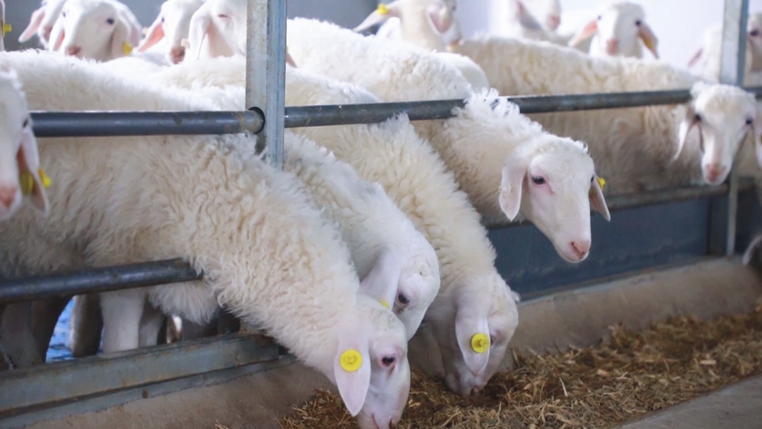 1700096646409643.png 1700096646409643.png